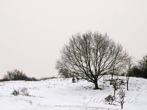 Boom, boomsilhouet, tegen besneeuwde helling en grijze lucht, Amsterdamse Waterleiding Duinen