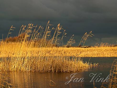 Riet in winterlicht in het infiltratiegebied Noordhollands Duinreservaat Castricum