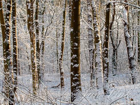 Esdoorns, stammen gedeeltelijk bedekt met sneeuw, Noordhollands Duinreservaat Heemskerk