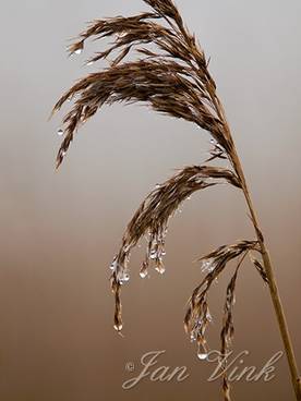 Riet, rietpluim met waterdruppels door mist, Zwaansmeerpad