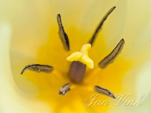 Tulp,  fosteriana Purissima, detail meeldraden en stamper, tuin Wijkeroog