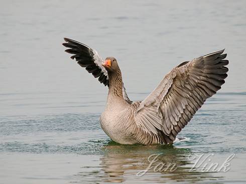 Grauwe gans, vleugels uitslaand Hoefijzermeer Noordhollands Duinreservaat Castricum