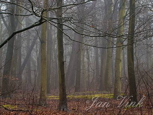 Een mistig beukenbos, Noordhollands Duinreservaat Heemskerk