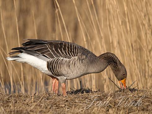 Grauwe gans, foeragerend, voedsel zoekend, infiltratiegebied, Noordhollands Duinreservaat, Castricum