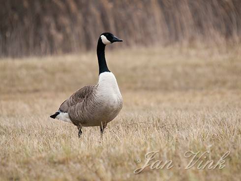 Canadese gans, infiltratiegebied Noordhollands Duinreservaat Castricum