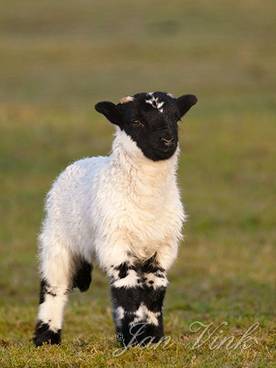 Schaap, Scottish Blackface, lam, Noordhollands Duinreservaat