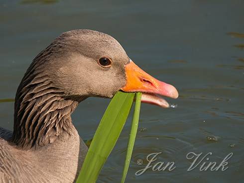 Grauwe gans, etend van riet, foeragerend, Hoefijzermeer, Noordhollands Duinreservaat, Castricum