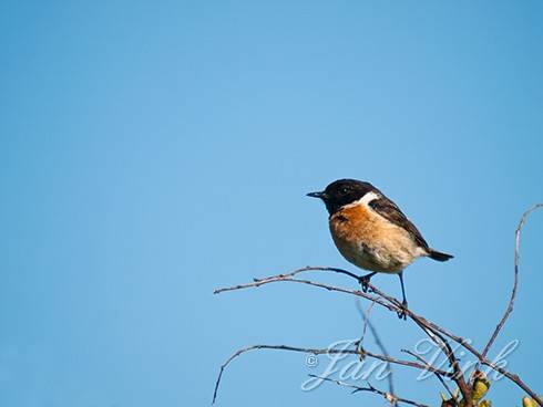 Roodborsttapuit, man, op meidoorn, Noordhollands Duinreservaat Castricum