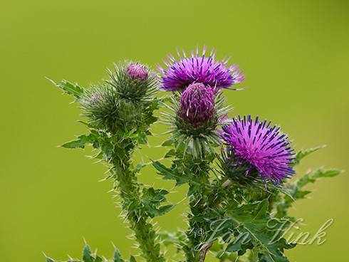 Veeldoornige distel, detail bloemen, purperreigerwandeling, Zouweboezem