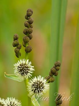 Grote egelskop, detail bloemen en bloemknoppen, Zwanenwater