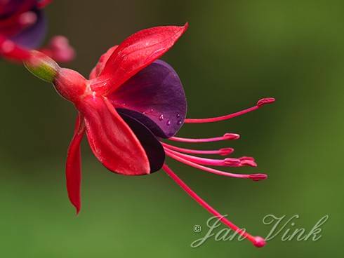 Fuchsia, variëteit, detail bloem, Fuchsiaboerderij Stokkum