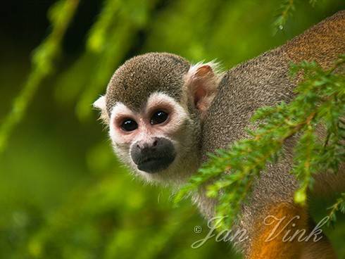 Grijsgroen doodshoofdaapje, Dierenpark Wissel, Epe