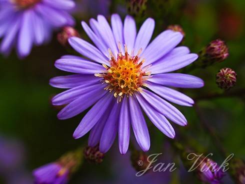 Aster, detail bloem, tuin Wijkeroog 