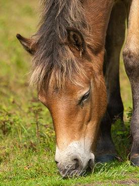 Exmoor pony, veulen, grazend, foeragerend, Noordhollands Duinreservaat Bergen