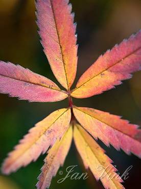 Wateraardbei, verkleurd herfstblad, in de vijver in de achtertuin.