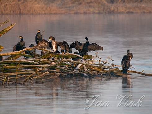 Aalscholvers, rustend, vleugels uitgespreid, Hoefijzermeer, Noordhollands Duinreservaat