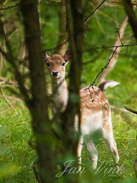 Damhert, hinde, glurend, Amsterdamse Waterleiding Duinen