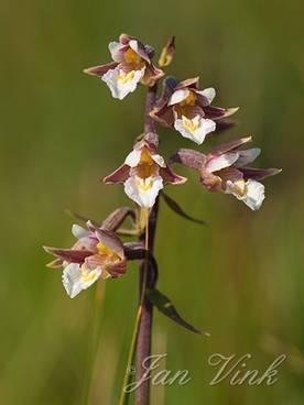 Moeraswespenorchis, detail bloemen, Noordhollands Duinreservaat Egmond