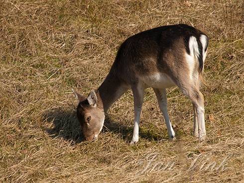 Damhert, hinde, foeragerend, grazend, Amsterdamse Waterleiding Duinen