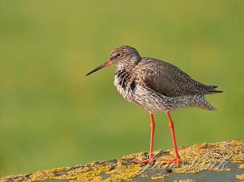 Tureluur, op plank van bord eendenkooi van der Eng, Castricummerpolder