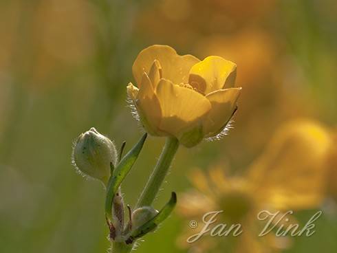 Scherpe boterbloem, openende bloem en bloemknop, Zwaansmeerpad