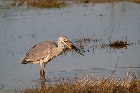 Blauwe reiger, eet een kikker, Doornvlak