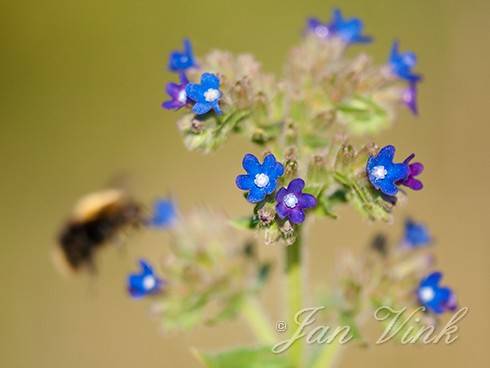 Gewone ossentong, bloemen, bloei, met hommel, Noordhollands Duinreservaat Wijk aan Zee