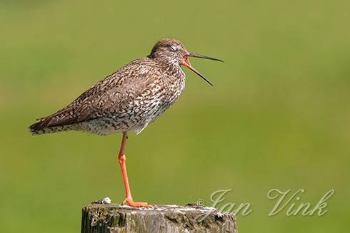 Tureluur, gapend, op hekpaal, Castricummerpolder