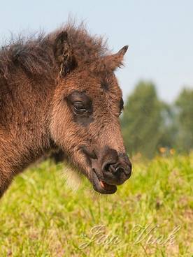 Shetland pony, veulen, detail hoofd, Aagtendijk, Assendelft