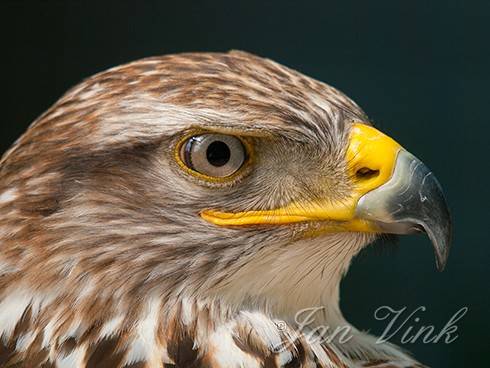 Koningsbuizerd, detail kop, roofvogeltuin Jan Cees Lont