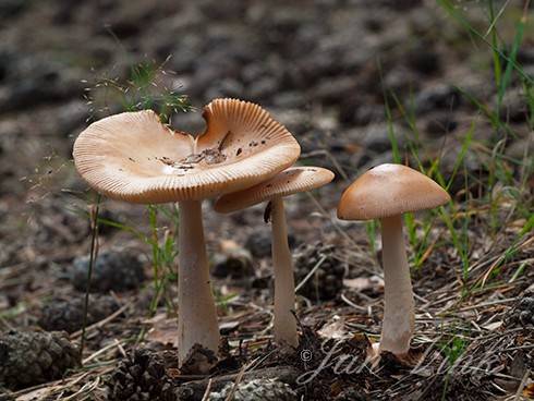 Roodbruine slanke amanieten, Noordhollands Duinreservaat Bergen