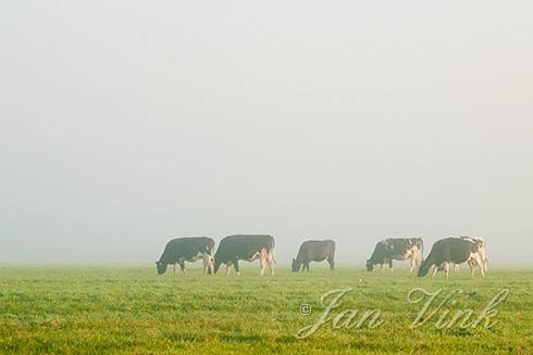 Koe, koeien, zwartbont, in de mist en vroeg zonlicht, polder bij Assendelft