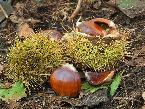 Tamme kastanje, kastanjes op en bij bolsters op de bosbodem, Noordhollands Duinreservaat Castricum