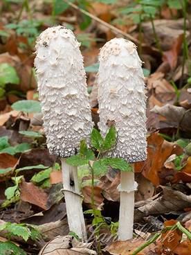 Geschubde inktzwam, inktzwammen, Noordhollands Duinreservaat Castricum