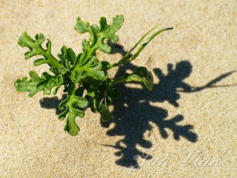 Zeeraket, plant met schaduw, De Kerf, Staatsbosbeheer Schoorl