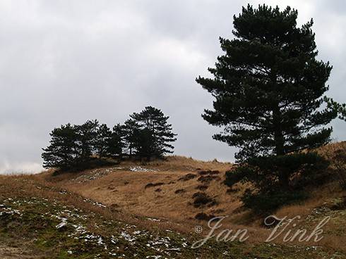 Dennen, op een helling, Noordhollands Duinreservaat, Bergen aan Zee.