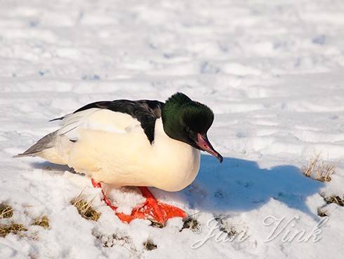 Grote zaagbek, man, in de sneeuw, Amsterdamse Waterleiding Duinen