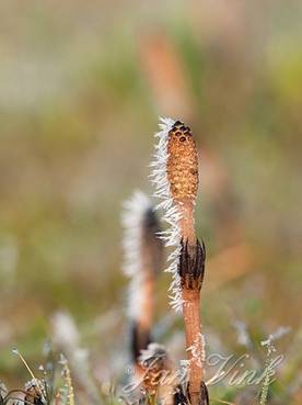 Lidrus, sporenkapsel, met rijp, Noordhollands Duinreservaat Castricum