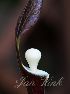 Arisaema sikokianum, detail van de bloem, in de achtertuin