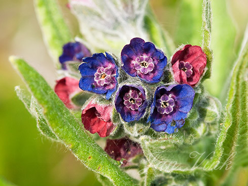 Hondstong, detail blauwe en rode bloemen bij elkaar, Amsterdamse Waterleiding Duinen