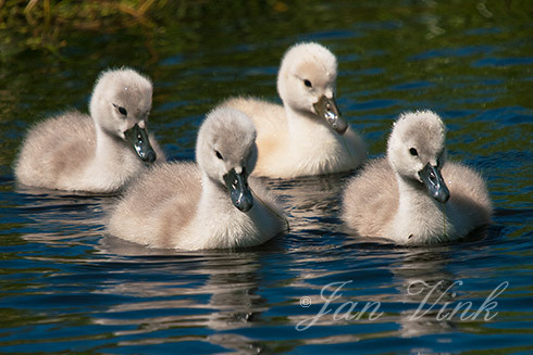 Knobbelzwaan, jongen, juvenielen, Spaarnwoude