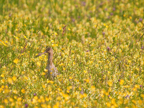 Grutto, tussen ratelaars en boterbloemen, Castricummerpolder