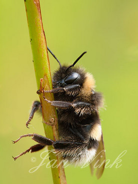 Tuinhommel, Noordhollands Duinreservaat Bakkum