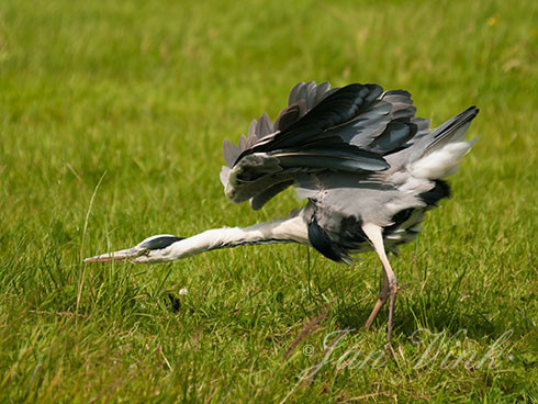 Blauwe reiger, de veren opschuddend, Spaarnwoude