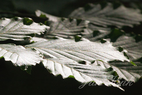 Beuk, groen blad in donker bos, tegenlicht, landgoed Elswout