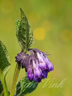 Smeerwortel, bloemen, bloei, Zwaansmeerpad