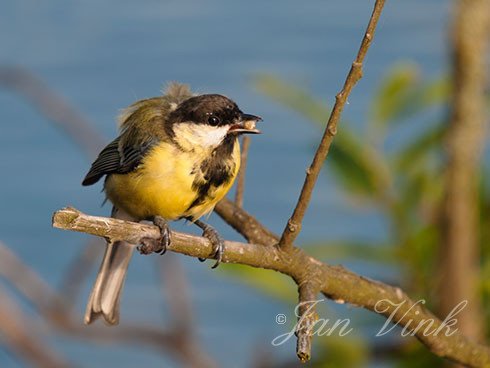 Koolmees, met zaad in de snavel, Vogelmeer, Nationaal Park Zuid-Kennmerland