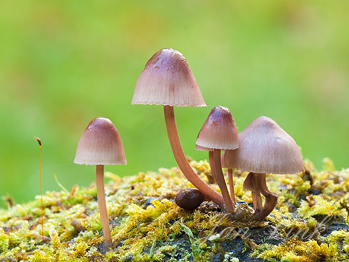 Grote bloedsteelmycena, op dood hout, Groenendaal.