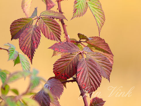 Braam, verkleurd blad, herfstblad, herfst, Groote Peel