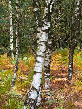 Berk, berkenstammen, adelaarsvarens, herfst, herfstkleuren, Groote Peel